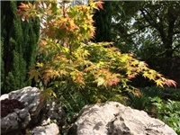 9bf698d5-20170428 Ri acer.jpg